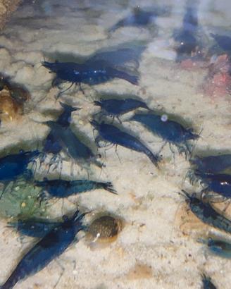 Caridine Neocaridine Gamberetti Blue Dream