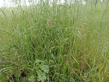 Erba agroecologica