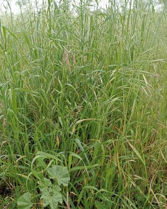 Erba agroecologica