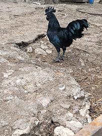 Galli cemani