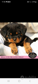 Cucciolo rottweiler con pedigree giorni 50