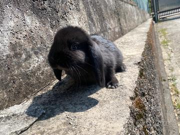 Cuccioli coniglio Ariete Nano
