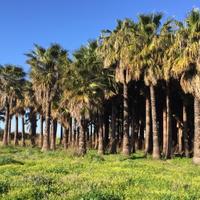 Palme