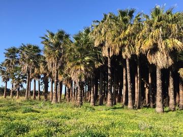 Palme