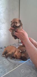Cuccioli di spitz pomerania taglia mini toy