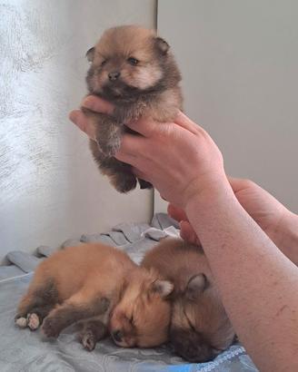 Cuccioli di spitz pomerania taglia mini toy