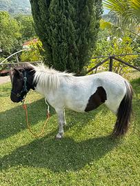 Pony femmina Shetland