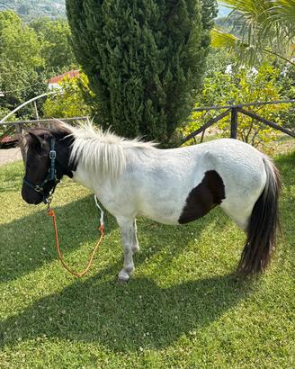 Pony femmina Shetland