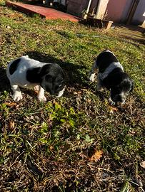 Cucciole cocker/bracco tartufo/caccia