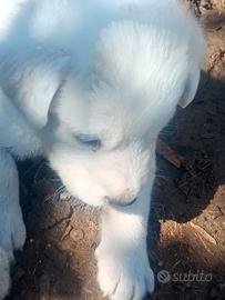 Cuccioli di maremmano