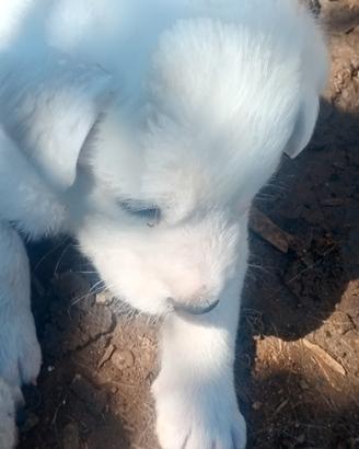 Cuccioli di maremmano
