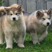 Alaskan malamute