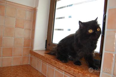Gatto persiano maschio