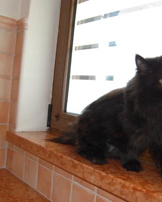 Gatto persiano maschio
