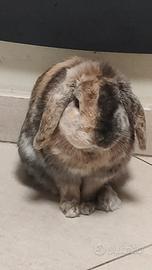 Coniglio nano ariete