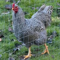 Gallo