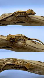 Geco ciliatus