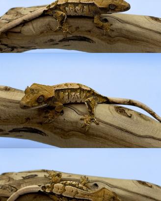 Geco ciliatus