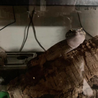 Geco leopardino
