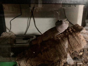 Geco leopardino