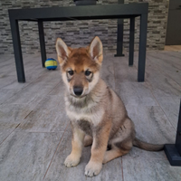 Cuccioli di Lupo