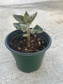 Kalanchoe beharensis o orecchio di elefante