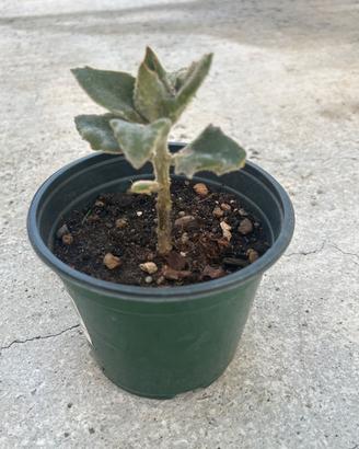 Kalanchoe beharensis o orecchio di elefante
