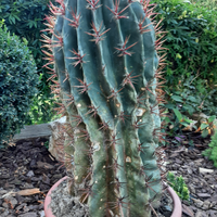 Pianta cactus