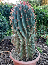 Pianta cactus