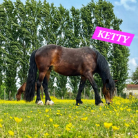 Pony lavoro in campo lezioni passeggiate