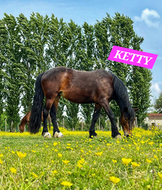Pony lavoro in campo lezioni passeggiate