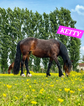 Pony lavoro in campo lezioni passeggiate