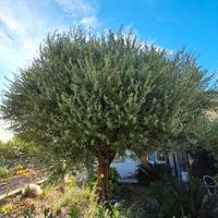 Albero di ulivo