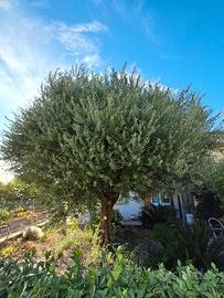 Albero di ulivo