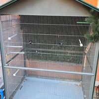 gabbia uccellini e pappagalli
