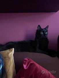 Gattino maschio arancione
