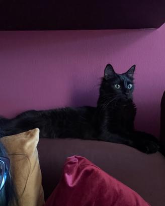Gattino maschio arancione