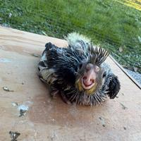 Ultimo pullo calopsite da imbecco