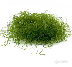Alga Chaetomorpha