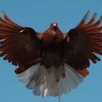 Colombi Nikolaev volo a farfalla