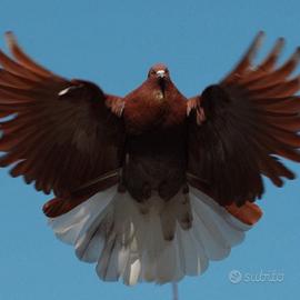 Colombi Nikolaev volo a farfalla