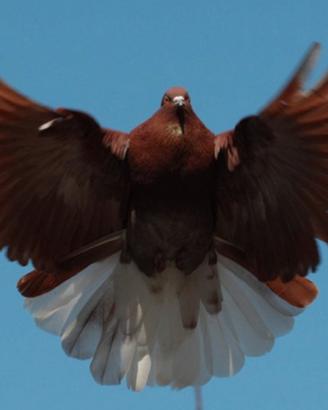 Colombi Nikolaev volo a farfalla