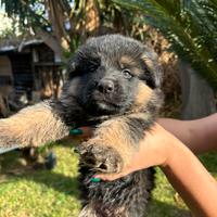 Cuccioli di pastore tedesco