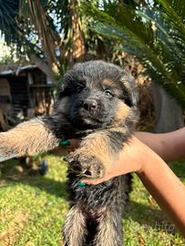 Cuccioli di pastore tedesco