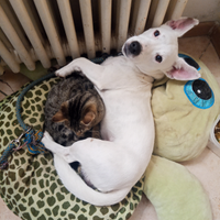 Jack Russel