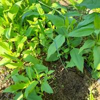 topinambur da piantare