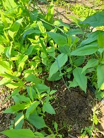 topinambur da piantare