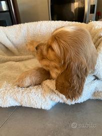 Cucciolo Cocker spaniel inglese