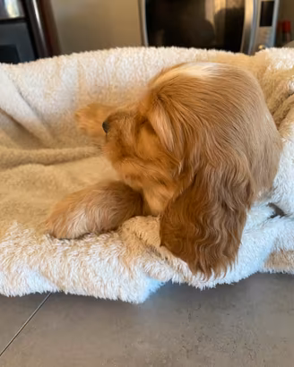 Cucciolo Cocker spaniel inglese
