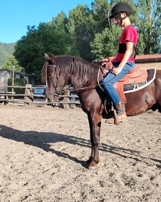 Pony morello